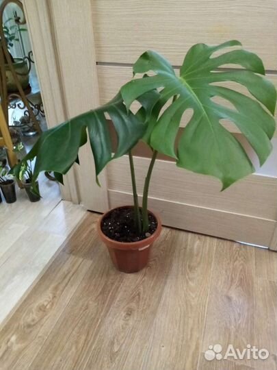 Монстера деликатесная