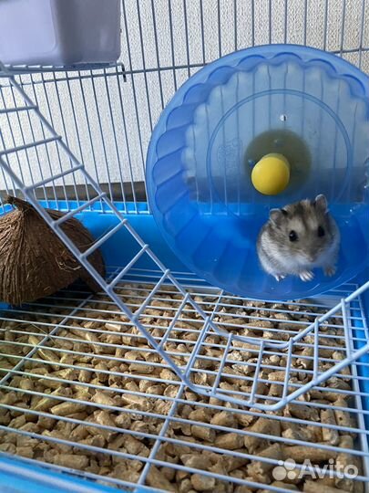 Джунгарские хомяки с клеткой