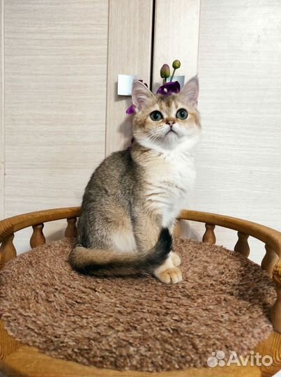 Красавица с изумрудными глазками