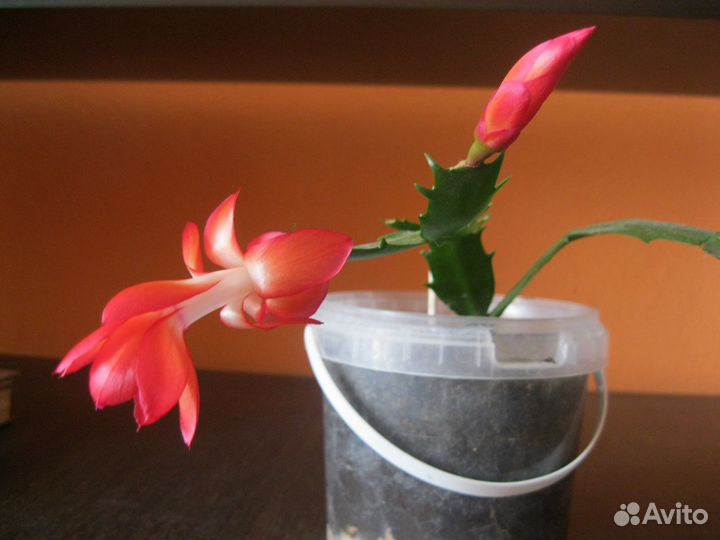 Каланхоэ, и др цветы