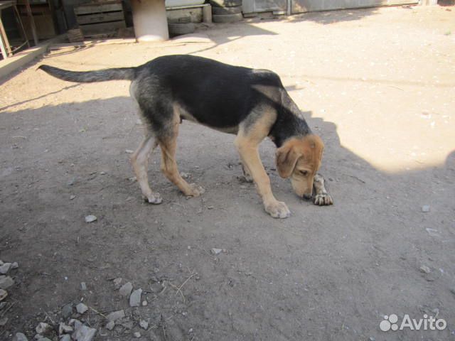 Продам щенят русская гончая