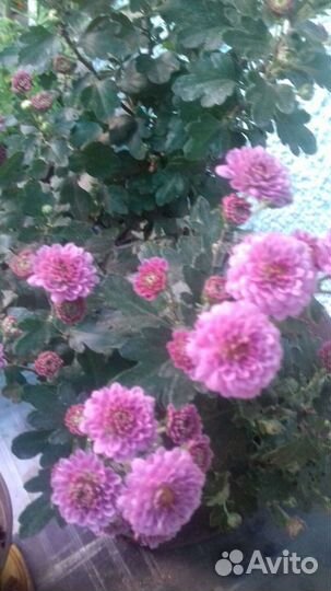 Хризантемы мультифлора