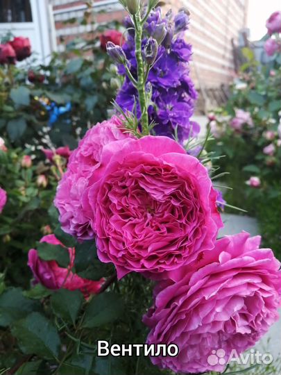 Кусты роз: миниатюрные, флорибунда, ч/г, плетистые