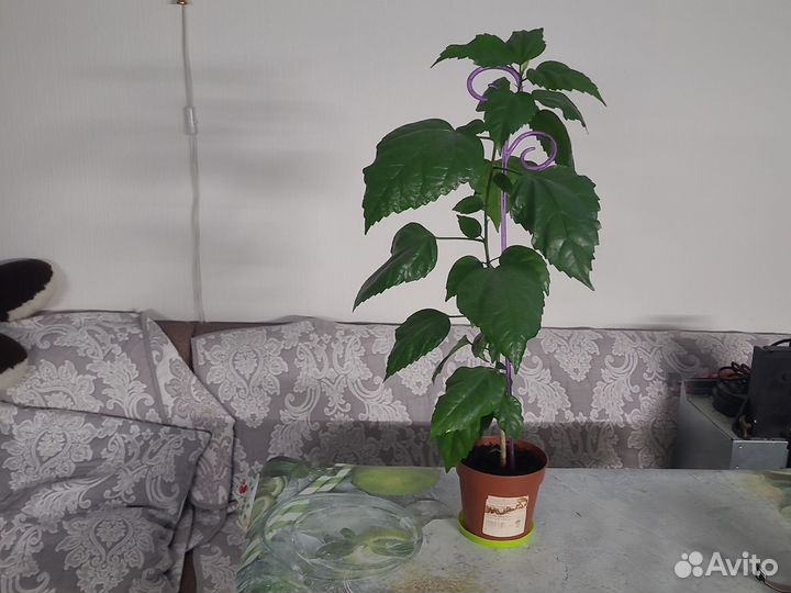 Китайская роза комнатная