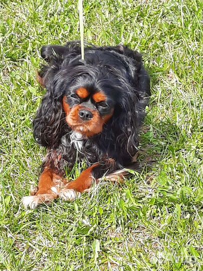 Вязка Кавалер Кинг Чарльз спаниель