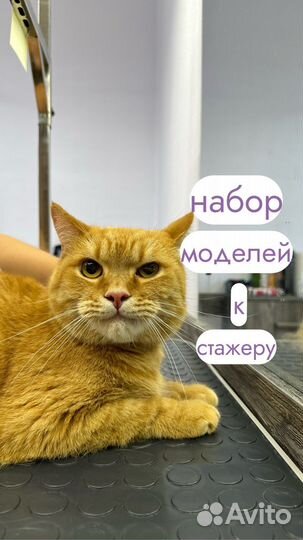 Модель на стрижку собак и кошек
