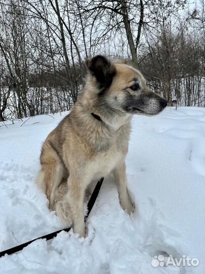 Собака в дом из приюта