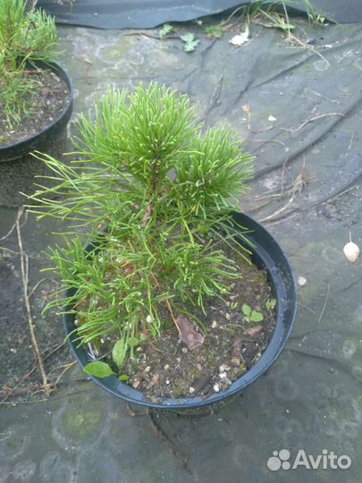 Сосна горная пумилио, мугус