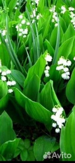 Фиалка, ландыши, подснежники,ясколка,ирисы, хоста