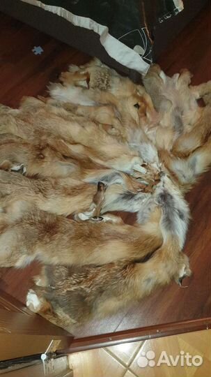 Шкурки Лисы