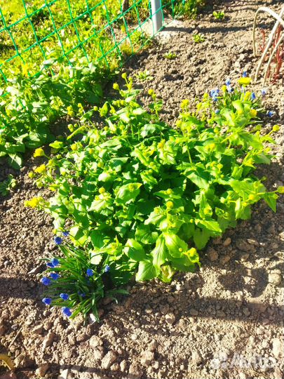 Цветы многолетник