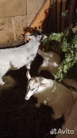 Козы и козлята