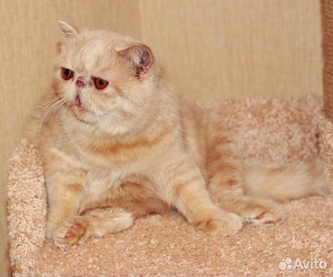Экзотическая кошка