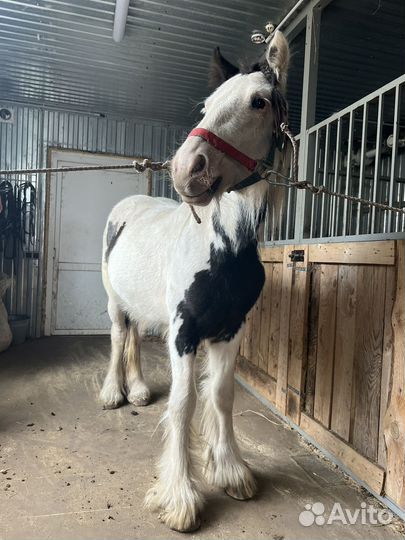 Лошадь тинкер