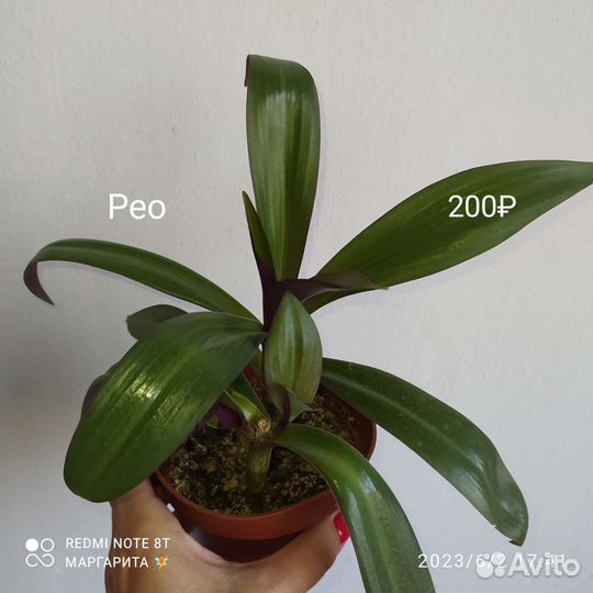 Комнатные цветы