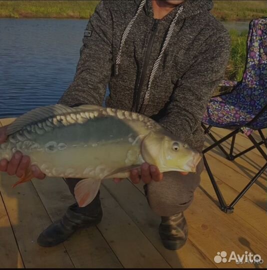 Платная рыбалка Карп Амур Толстолоб Щука Карась