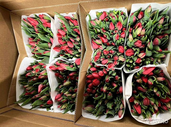 Тюльпаны оптом собственное производство
