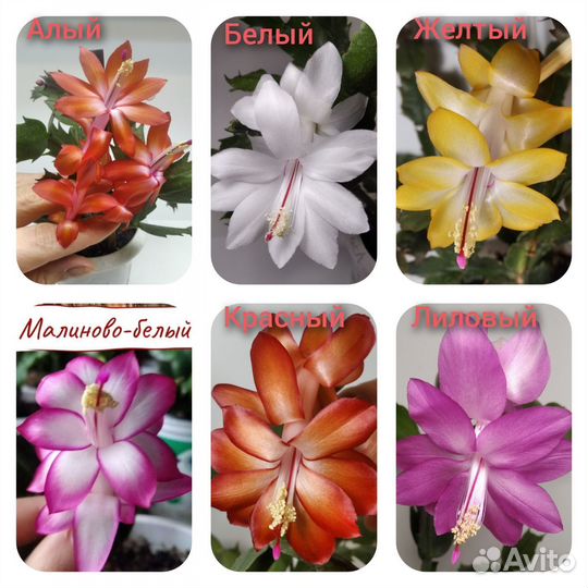 Декабрист шлюмбергера