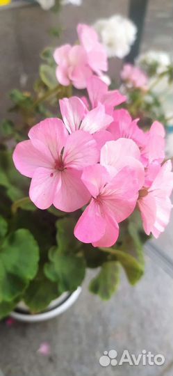 Пеларгония герань