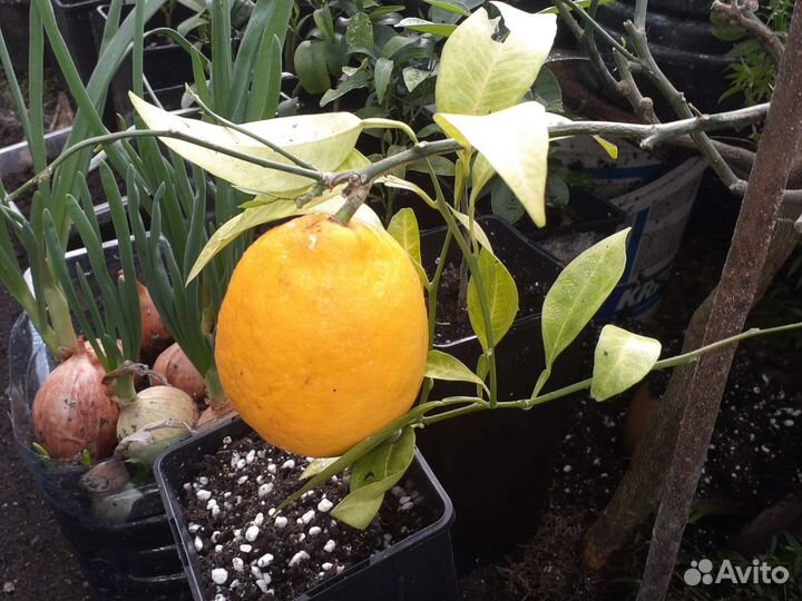 Цитрусовые саженцы,мандарины,апельсины,лимоны