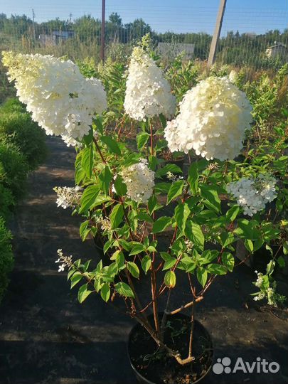 Гортензия метельчатая Пинк Леди