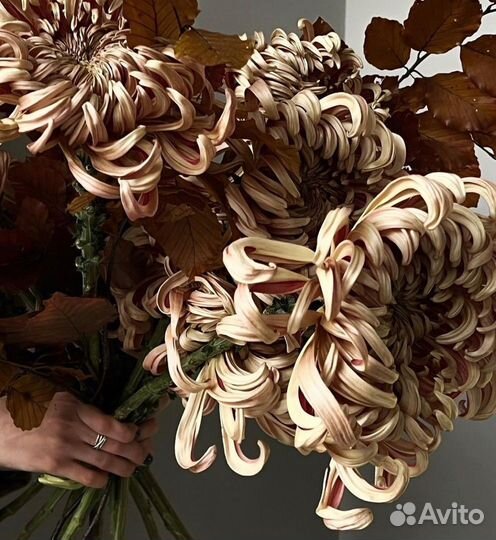 Одноголовая хризантема с беспл. доставкой