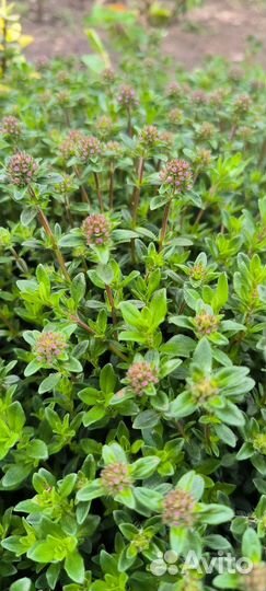 Тимьян (чабрец)