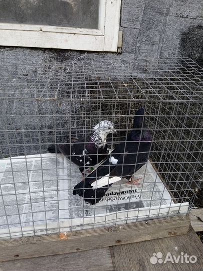 Голуби бойный