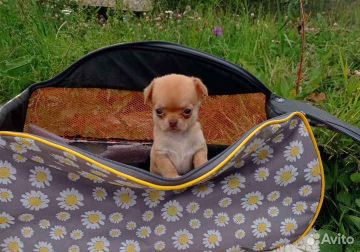 Чихуахуа мини и стандарт