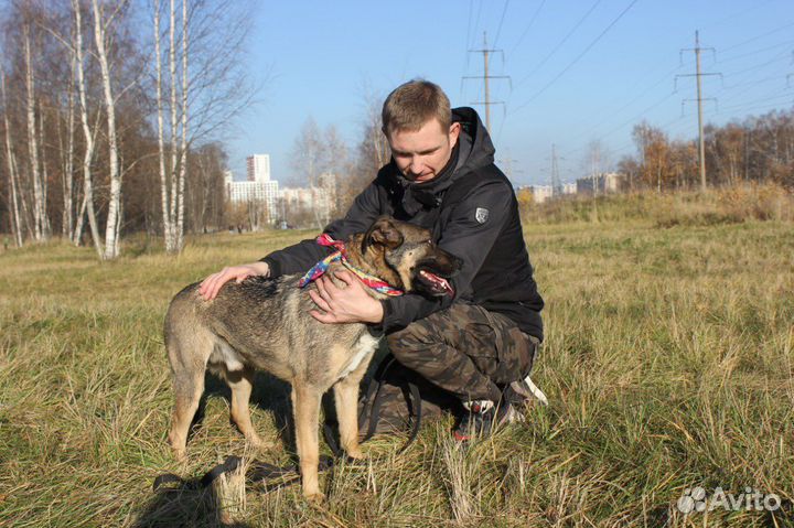 Никому ненужный пес