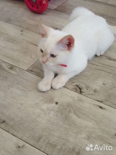 Отдам кота в добрые руки
