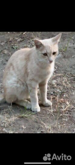 Кошки в добрые руки