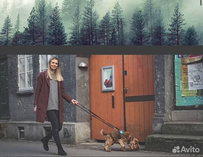 Фонарик для собаки Orbiloc Dog Dual