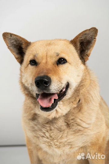 Небольшая собака в добрые руки