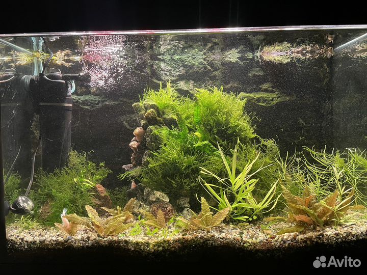 Мох гуппи растения аквариум
