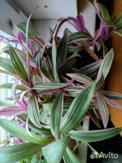 Домашние цветы