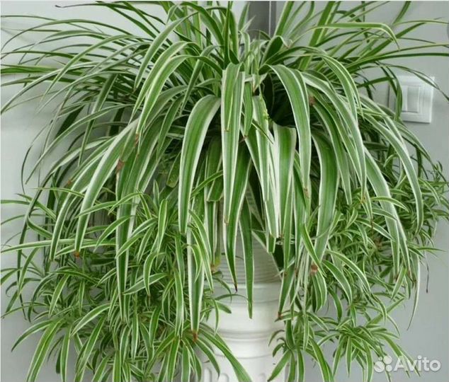 Осока. Кудрявая и метельчатая