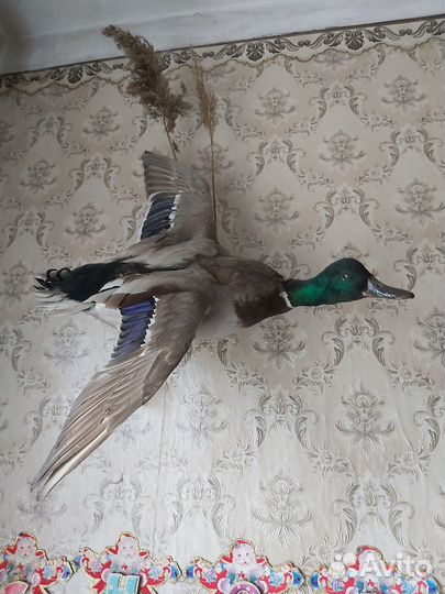 Чучело селезня