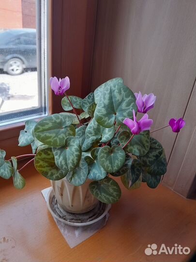 Европейский цикламен