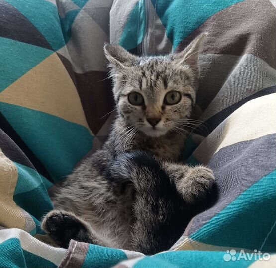 Котёнок бесплатно