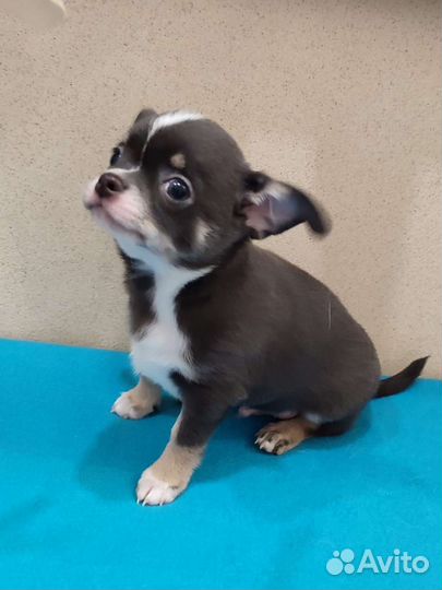 Голубой огонёк