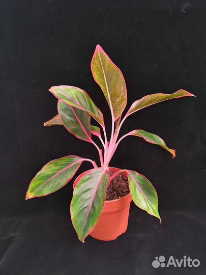 Аглаонема Крит