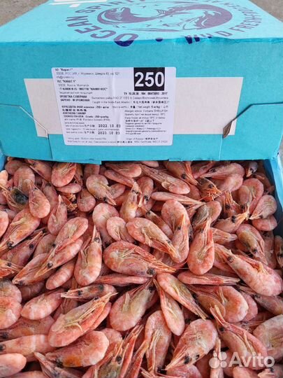 Креветка северная