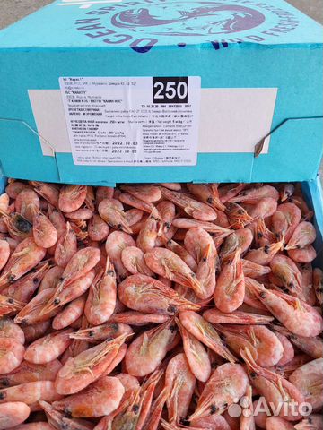 Креветка северная