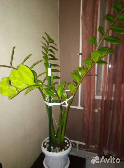 Замиокулькас