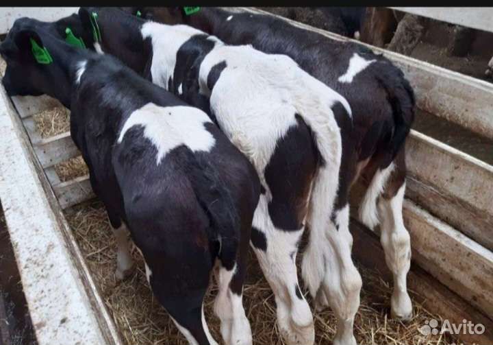 Телята бычки