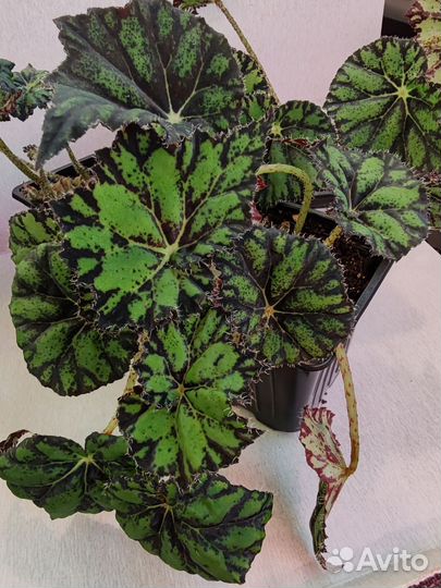 Бегония бауэра