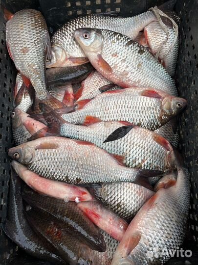 Свежая рыба