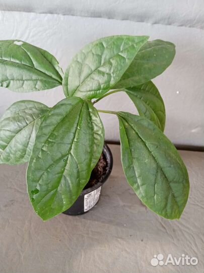 Клеродендрум