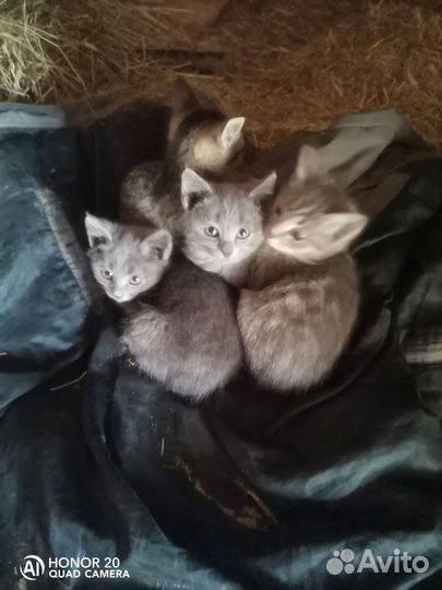 Котятки в добрые руки